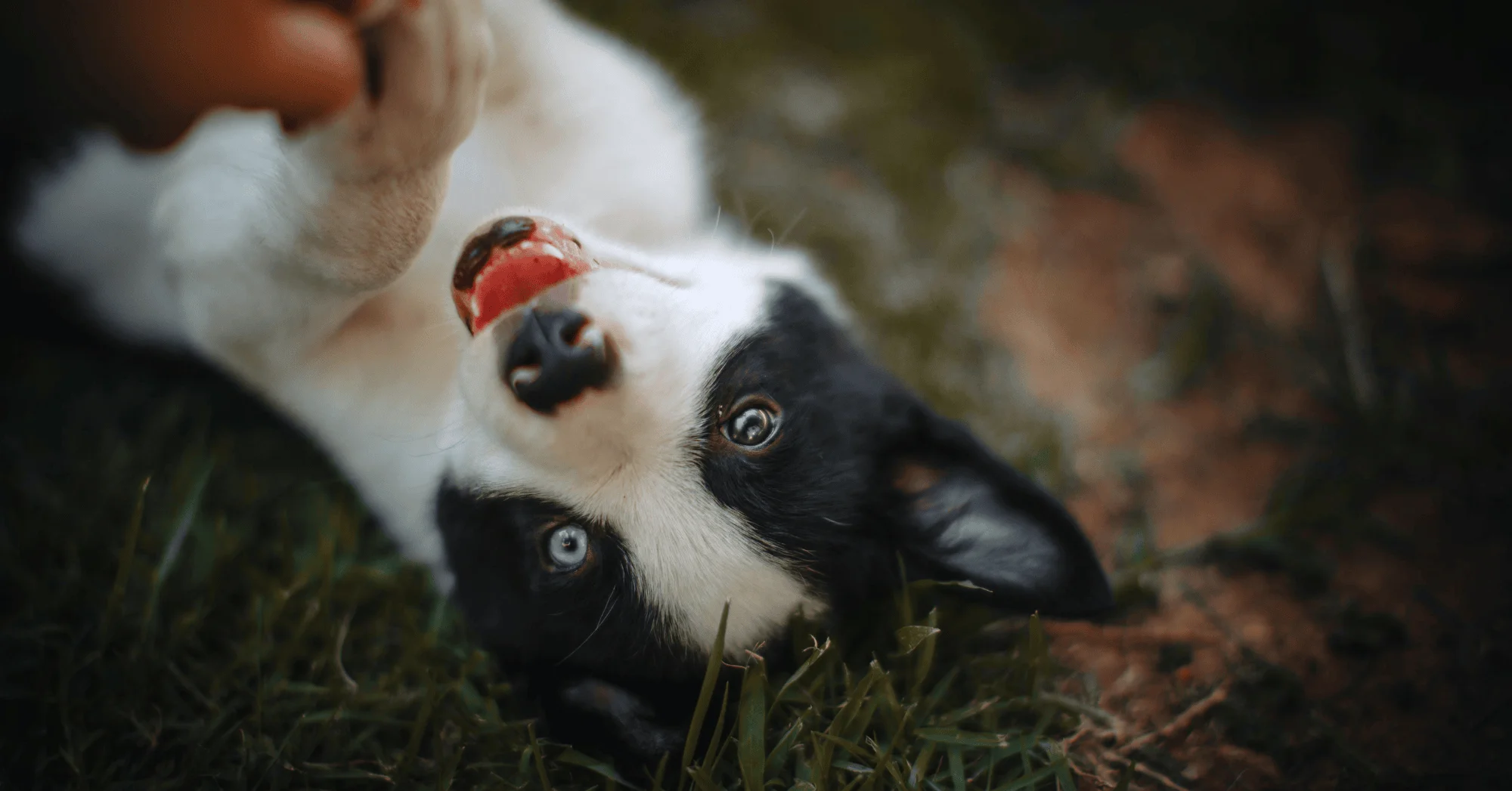 Your dog only does these 8 things with the person they love most