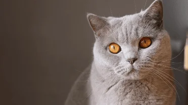 Curated visual reference: Cats With Anxiety Problems Reference: 5 Ways To Tell If Your Cat Is Bored Indoors
