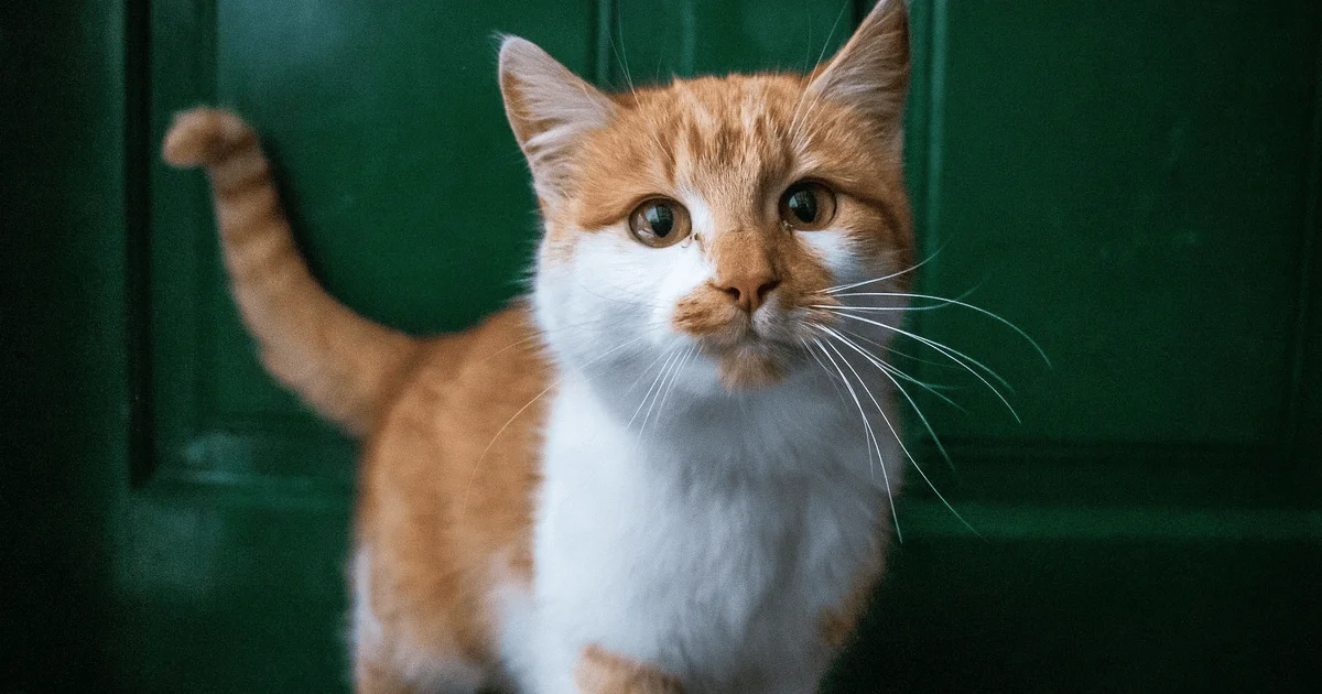 Insecure Cat The human habit that can make your cat feel insecure (even at home)