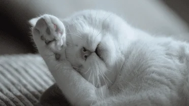 Photo inspiration: How To Protect Your Cat From Mites 7 Things Every Photo Inspiration
