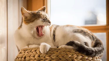 Curated visual reference: Cats With Anxiety Problems Reference: How To Protect Your Cat From Mites 7 Things Every