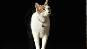 Curated visual reference: Visual Reference: Why Some Cats Suddenly Stop Eating According To Vets