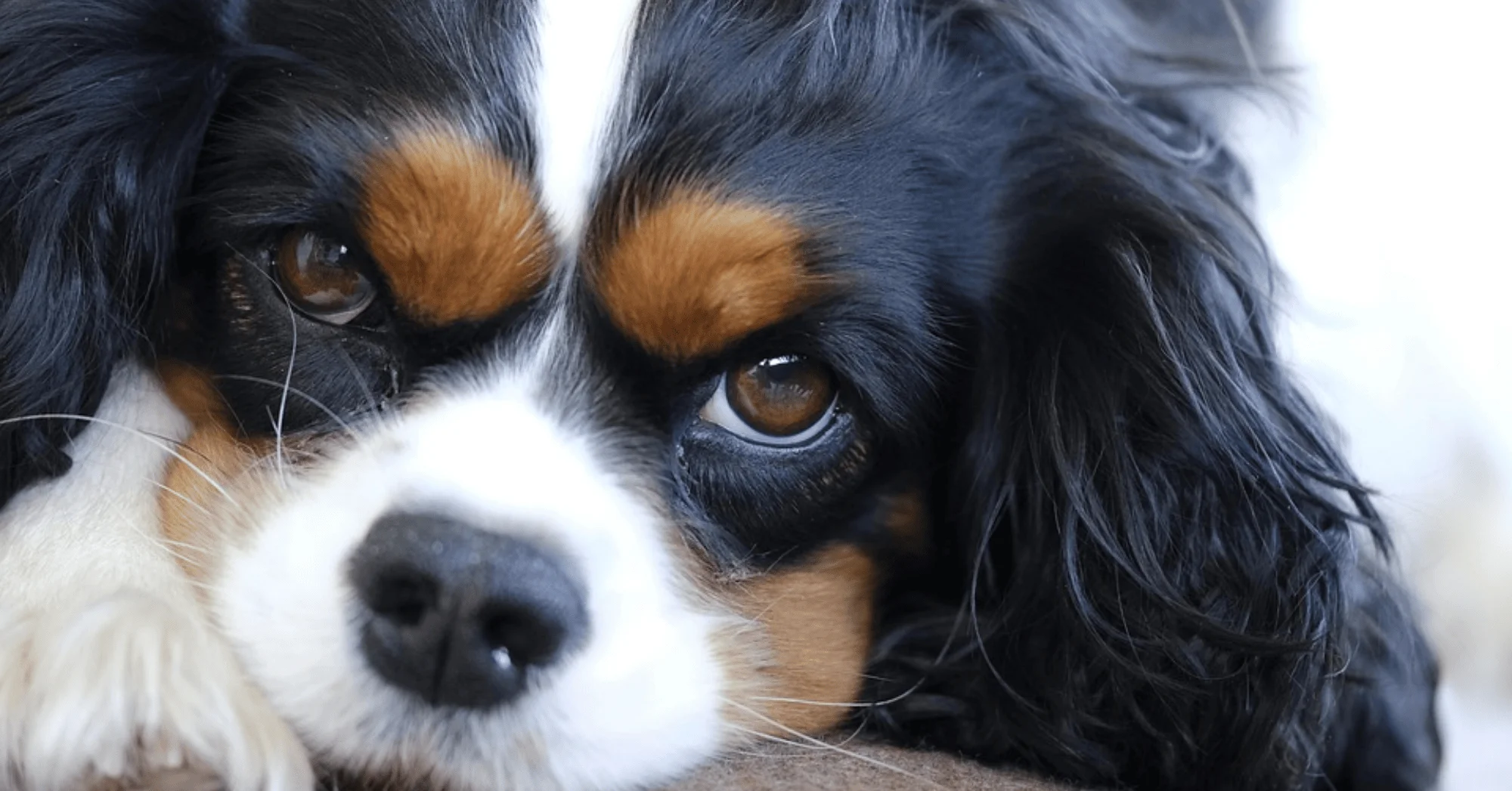 The 8 most loyal dog breeds that never leave your side