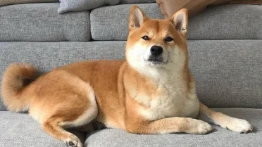 8 Dog Breeds So Loyal They Choose One Person for Life