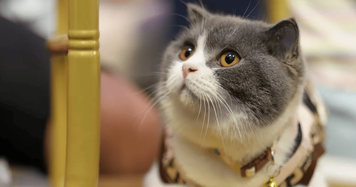 Gallery Detail: Why Some Cats Suddenly Stop Eating According To Vets