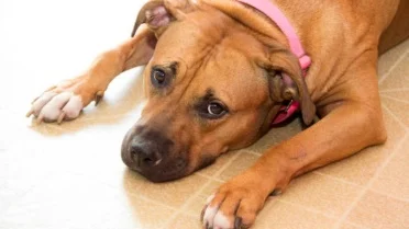 Photo inspiration: Gallery Detail: You Could Be Poisoning Your Pet Without Realizing It The