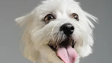Stunning Skin Care And Double Coated Dogs image