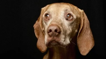 Image showcasing 7 diseases that dogs can detect before many people