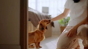 Gallery Detail: Spca International Reveals The Most Important Ways To Prevent Pet