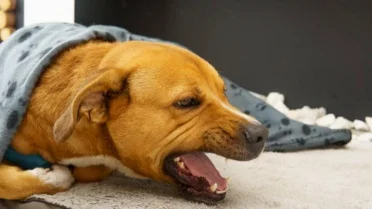 Picture Idea: Spca International Reveals The Most Important Ways To Prevent Pet
