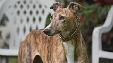 10 dog breeds with the lowest emotional intelligence (they are very ...