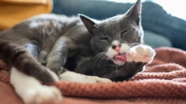 Photo inspiration: Gallery Detail: Why Does My Cat Lick Me Discover The Meaning Behind