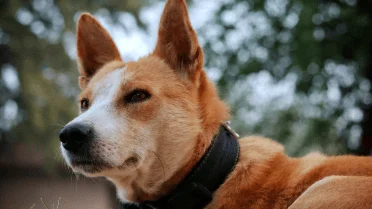 8 dog breeds that absolutely hate cold weather