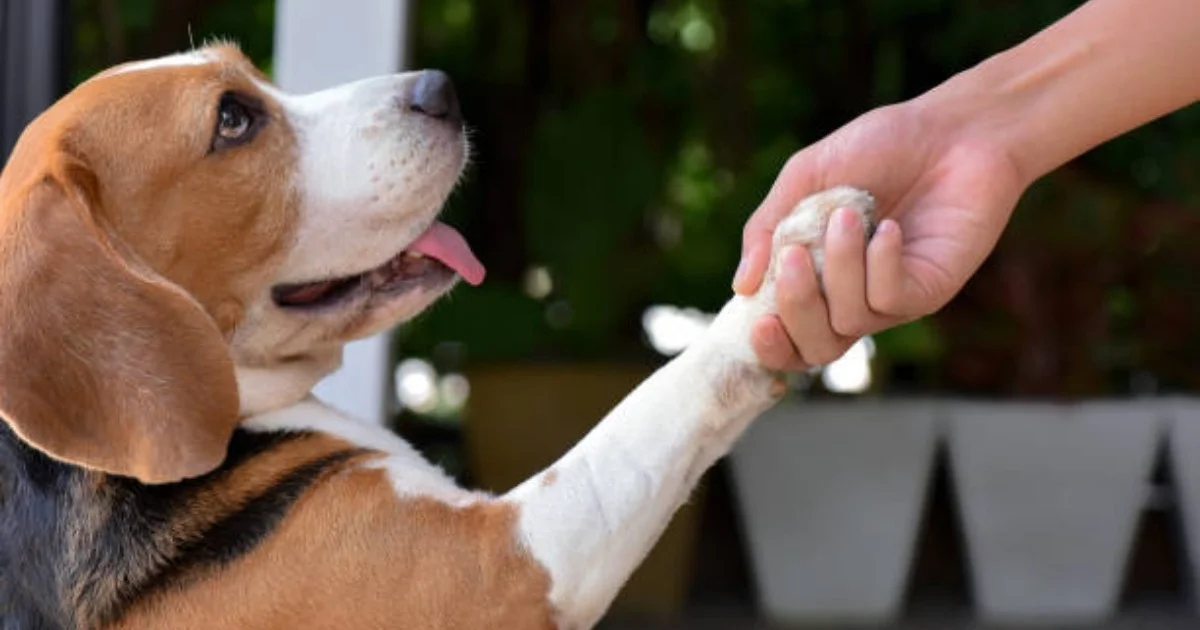 10 Signs Your Dog Trusts You More Than Anyone Else, According to the ...