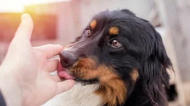 10 Signs Your Dog Trusts You More Than Anyone Else, According to the ...