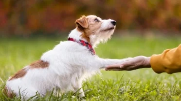 10 Signs Your Dog Trusts You More Than Anyone Else, According to the ...