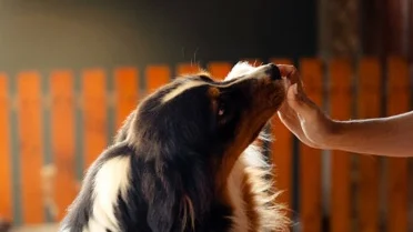 10 Signs Your Dog Trusts You More Than Anyone Else, According to the ...