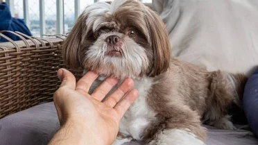 10 Signs Your Dog Trusts You More Than Anyone Else, According to the ...