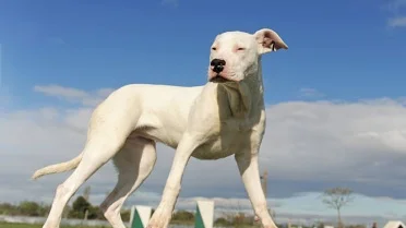 12 Dog Breeds That Make Everyone Ask, What Kind of Dog Is That?