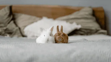 Good Bye Rabbit Is Your Rabbit Saying Goodbye? 10 Crucial End-of-Life Signs Every Owner ...