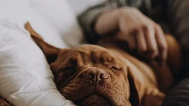 10 signs your dog trusts you more than anyone else in the world