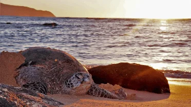 World Sea Turtle Day The Secret Of Sea Turtles Survival Photo Inspiration