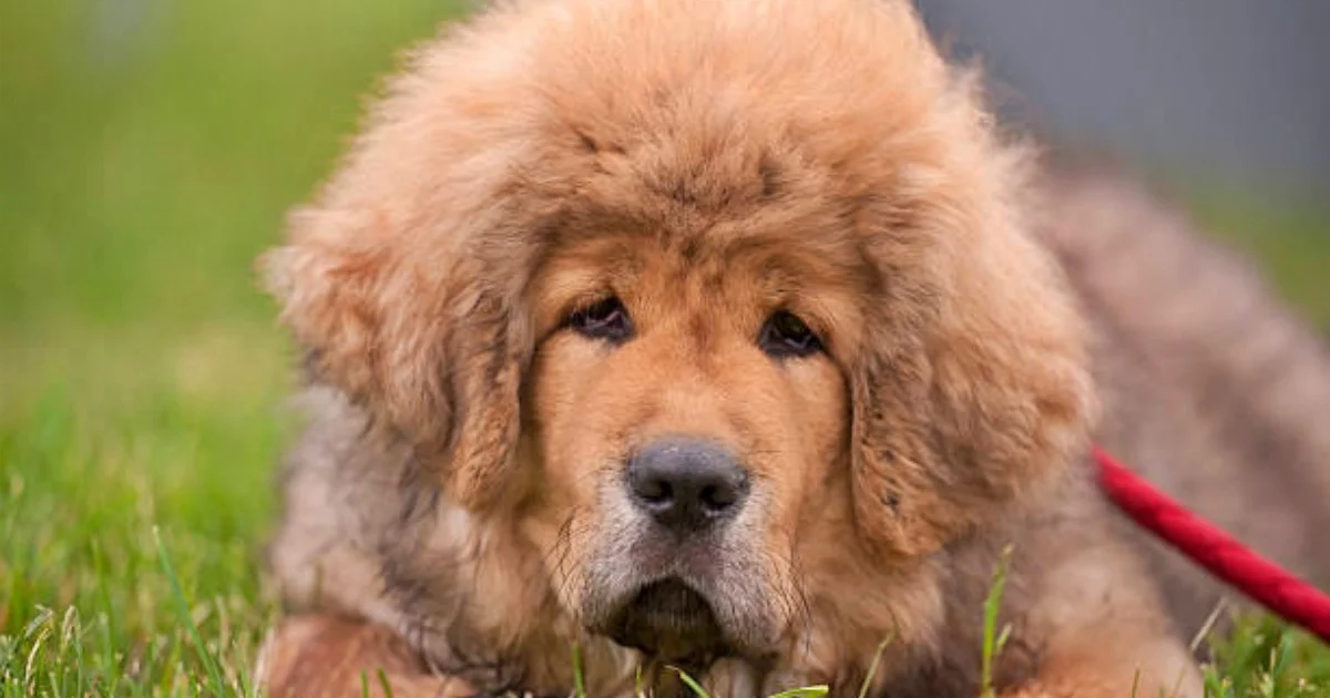 13 Dog Breeds Known for Their Natural Protective Instincts