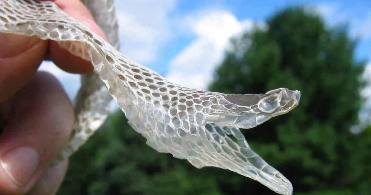The Surprising Reason Reptiles Have to Shed Their Skin to Survive