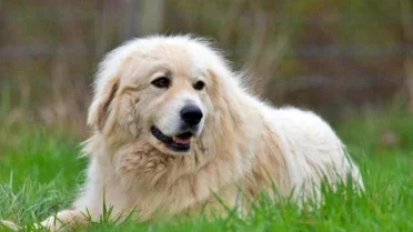 How Your Dogs Breed Reveals Surprising Facts About Its Protective Instincts
