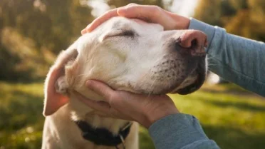 If Your Dog Shows These 12 Signs, They Feel Completely Loved and Trust ...