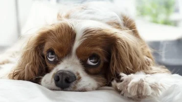 What No One Tells You About the Signs Your Dog Is Trying to Tell You ...