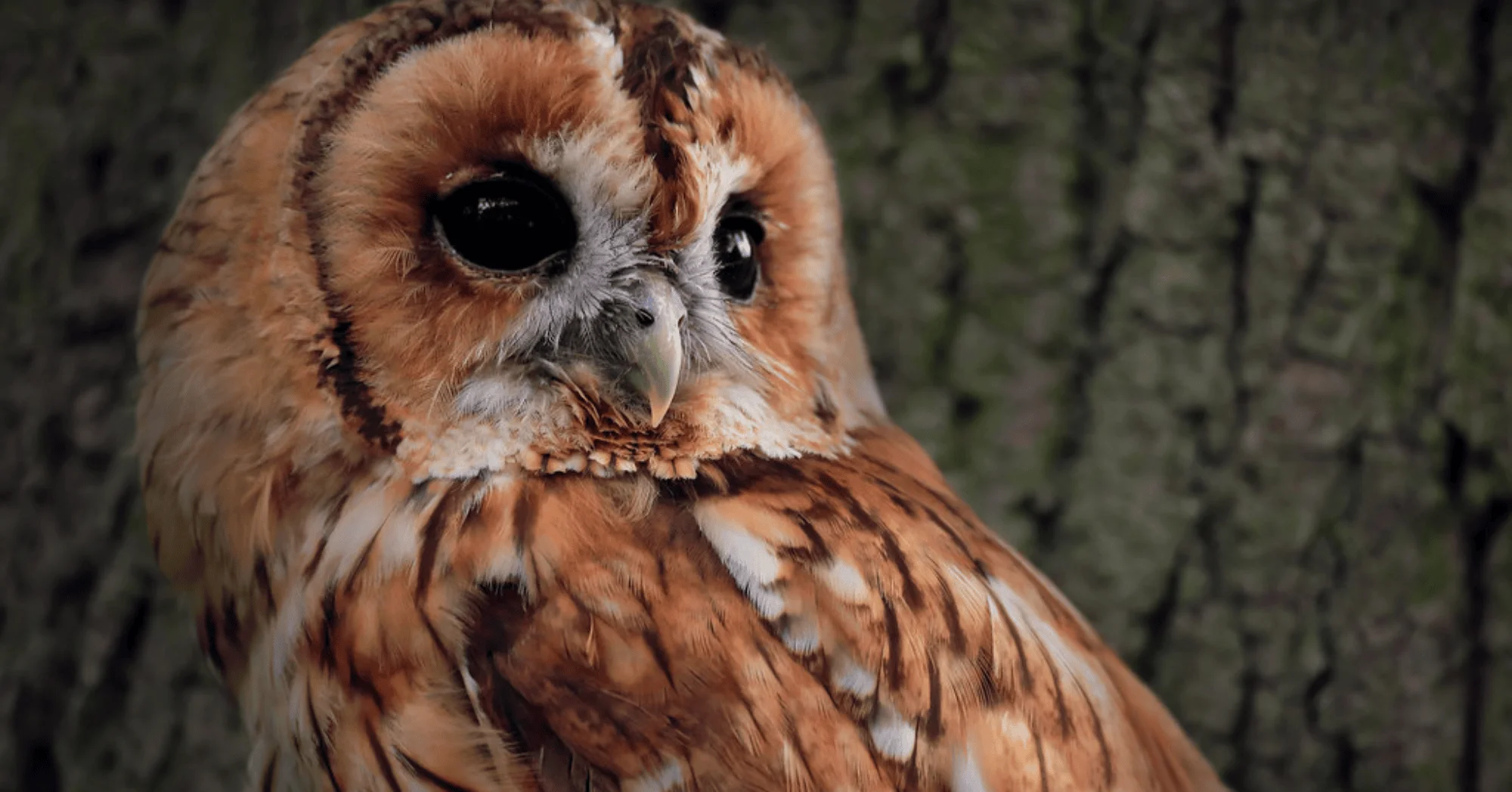 9 Animals That Changed Their Appearance to Survive