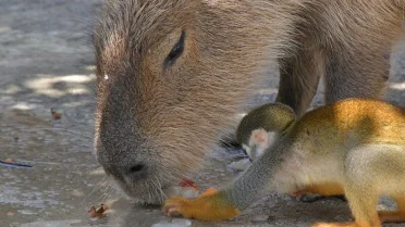 Capybara Rost The Calm of the Capybara: Understanding the Internet's Favorite Rodent