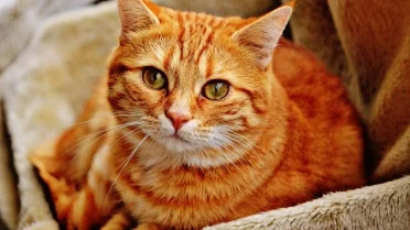10 Reasons Your Cat Follows You Everywhere 10-reasons-your-cat-follows-you-everywhere
