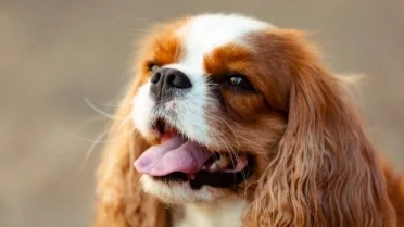 Experts Reveal What Your Dog Breed Could Say About Your Personality