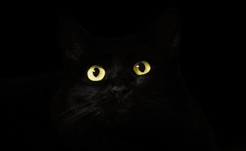 50 names for black cats: cute, clever and unique