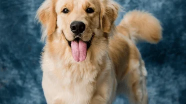 Thinking About One of These 10 Popular Dog Breeds? Here's What to Know