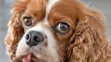 Thinking About One of These 10 Popular Dog Breeds? Here's What to Know