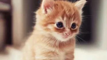Your Cat May See You As Their Hero If They Do These 7 Things your-cat-may-see-you-as-their-hero-if-they-do-these-7-things