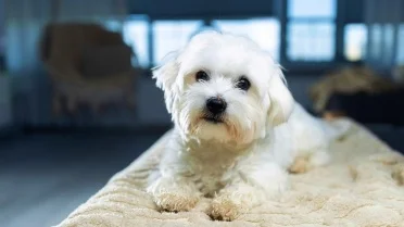 the-most-popular-dog-names-in-the-united-states-in-2026-is-your-puppy