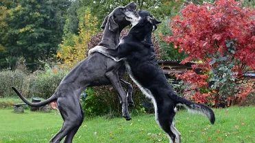 10 Affectionate Dog Breeds That Could Cuddle With You All Day 10-affectionate-dog-breeds-that-could-cuddle-with-you-all-day