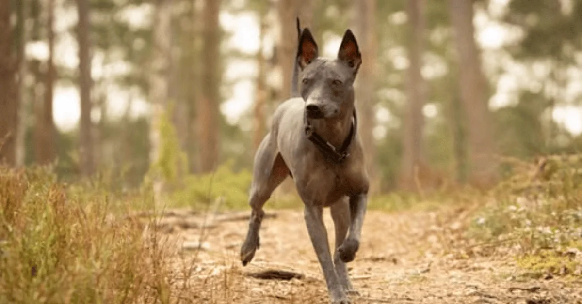 ¿Cuál es la raza de perro más peculiar? Conoce al perro que divide opiniones por su apariencia