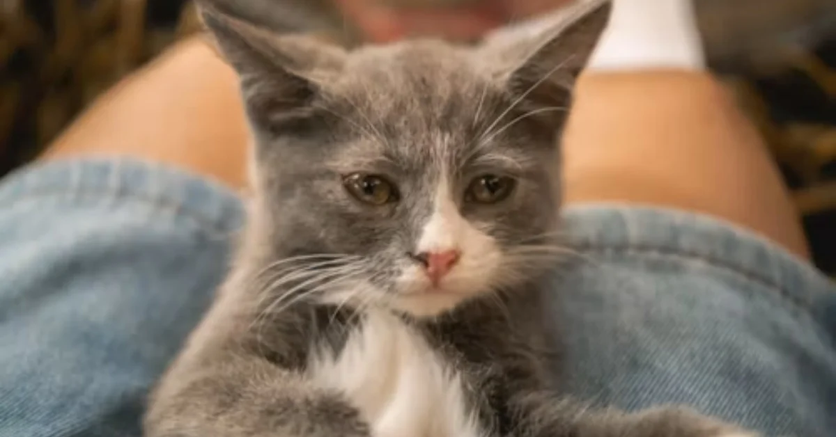 ¿Cuánto tarda un gato en adaptarse a su nueva casa? Estas señales indican que ya se siente seguro