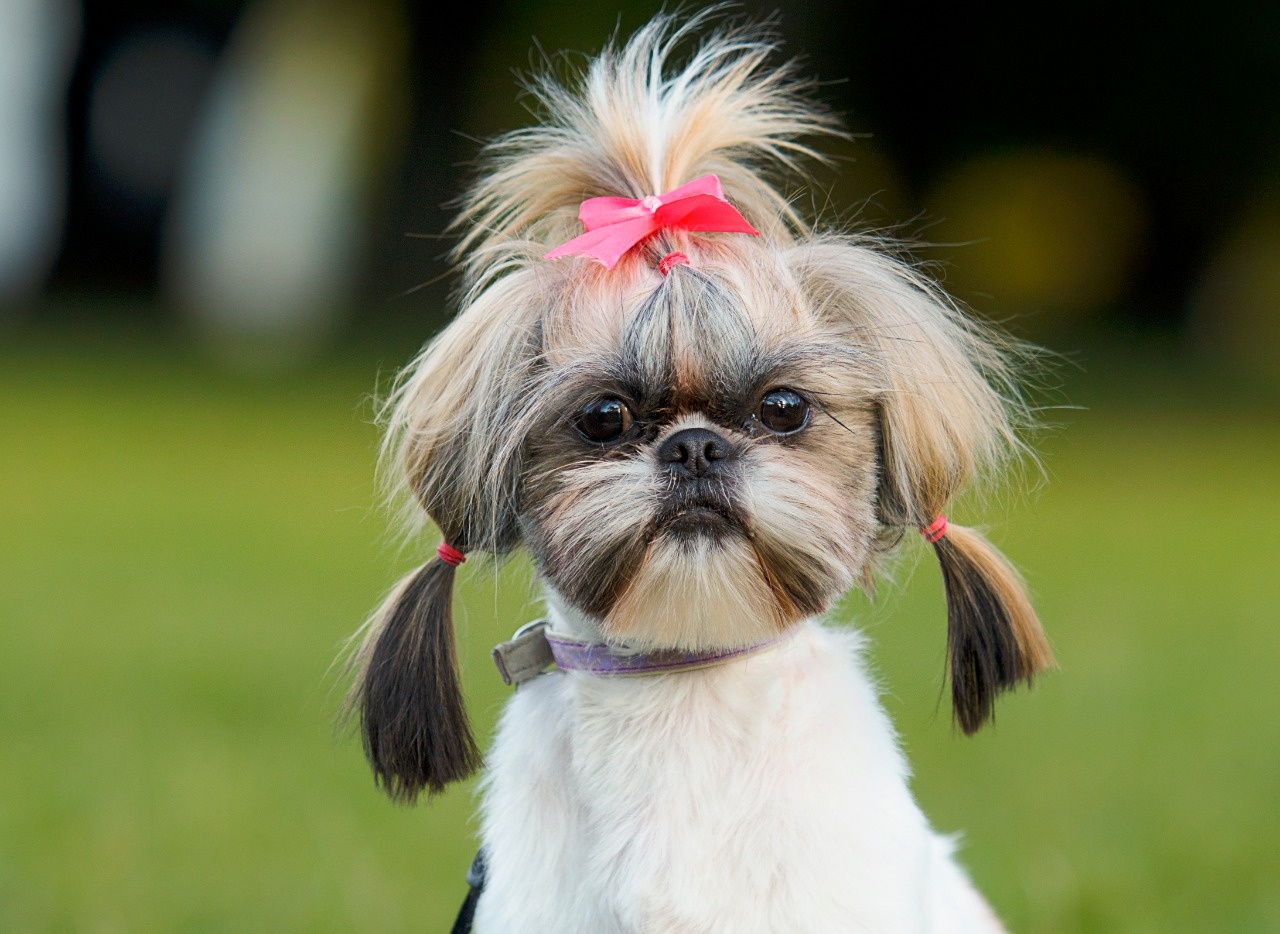 Beautiful view of Small Breed Dog Health Concerns