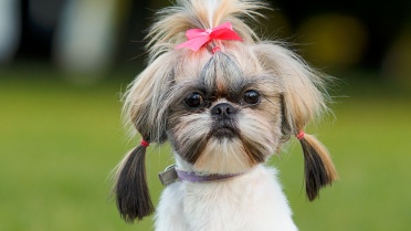 Beautiful view of Small Breed Dog Health Concerns