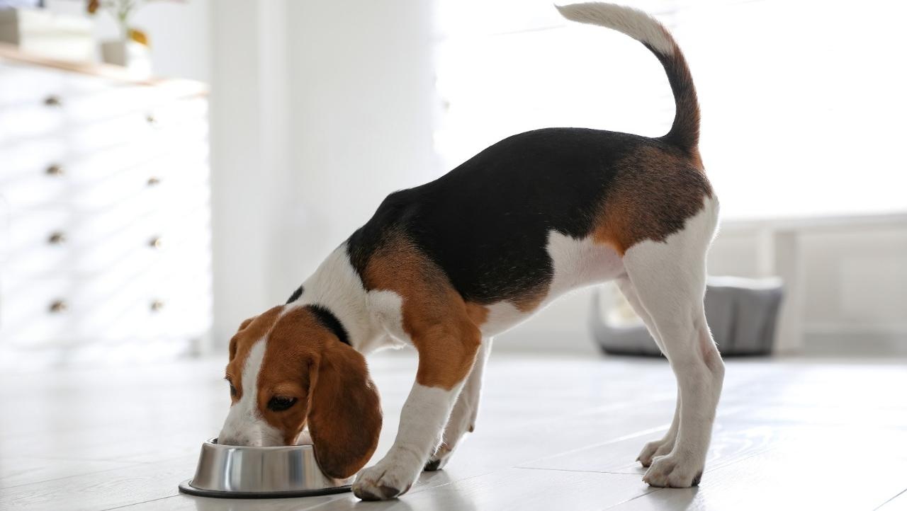 Noticias de Beagle | Bunko
