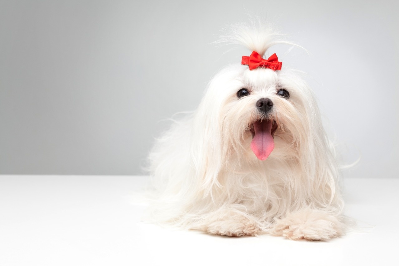 16 mini dog breeds with big hearts that are perfect for small spaces