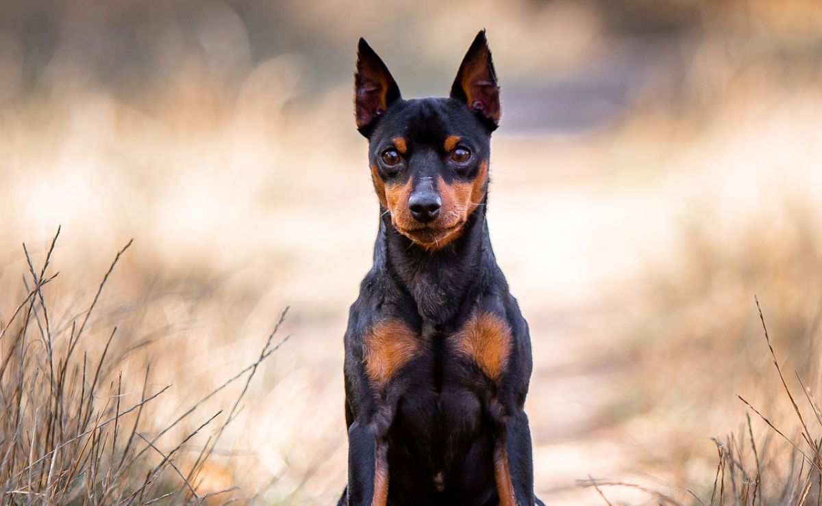 10 small dog breeds with big health problems