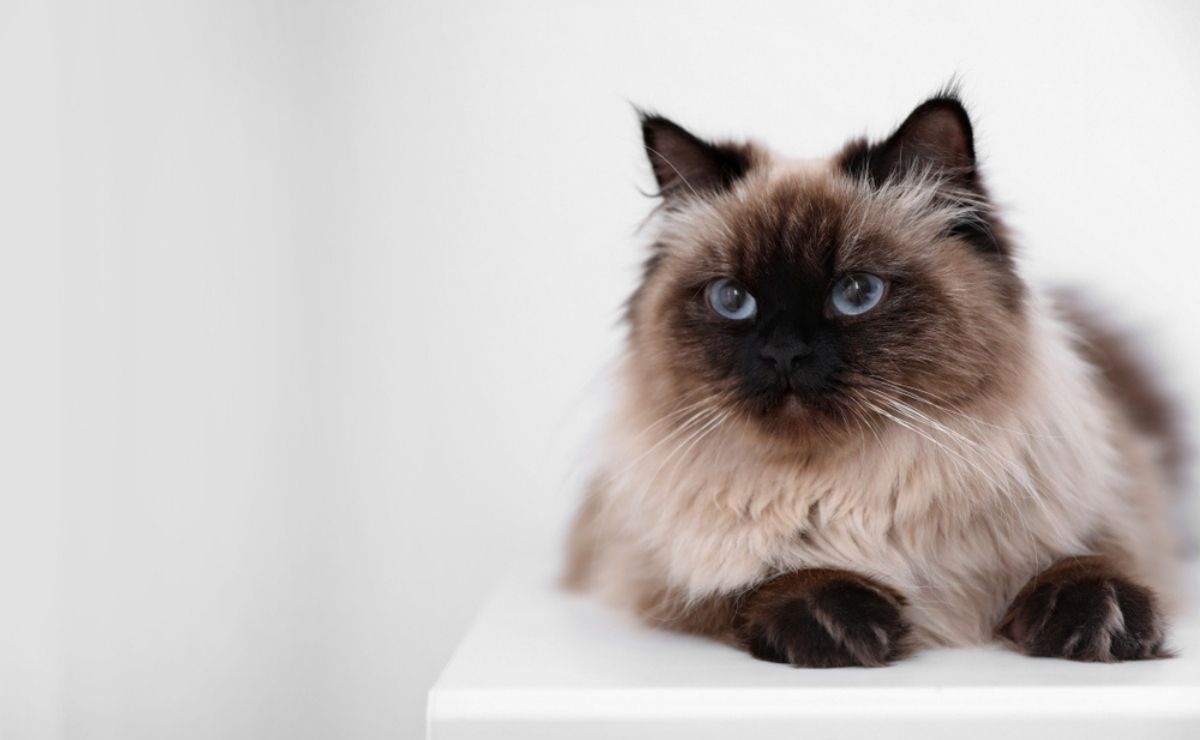 9 razas de gatos irresistiblemente esponjosos y abrazables